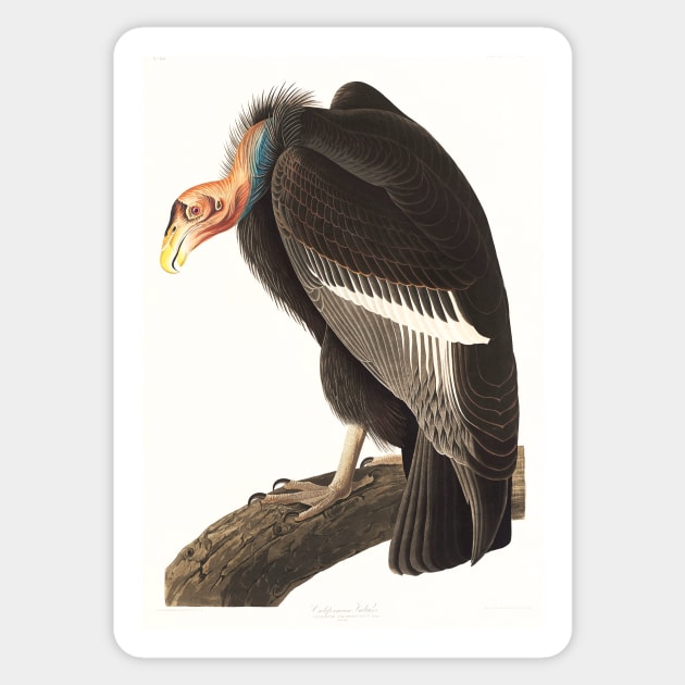 Californian Vulture (1827) Sticker by WAITE-SMITH VINTAGE ART